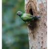 A wild female Emerald-collared Parakeet clings to a nest entrance