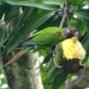 A wild Emma's Conure feeds on a fruit