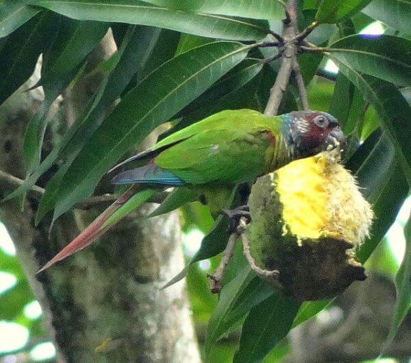 A wild Emma's Conure feeds on a fruit
