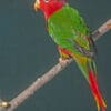 A companion Fairy Lorikeet perches on a branch