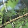 A wild Festive Amazon perches on a branch