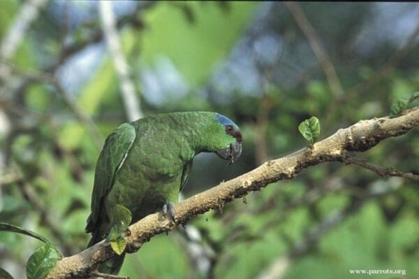 A wild Festive Amazon perches on a branch