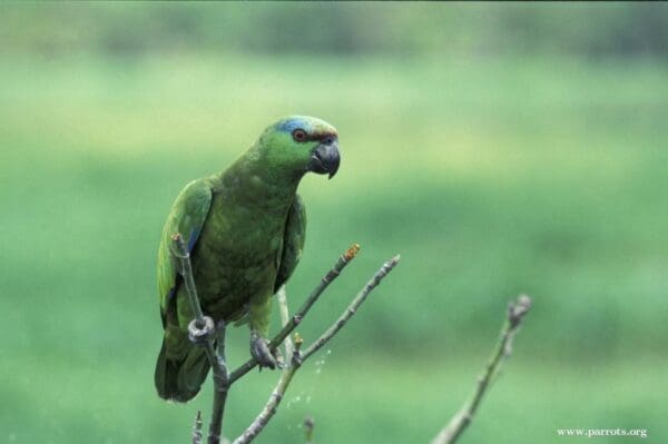 A wild Festive Amazon perches on a branch