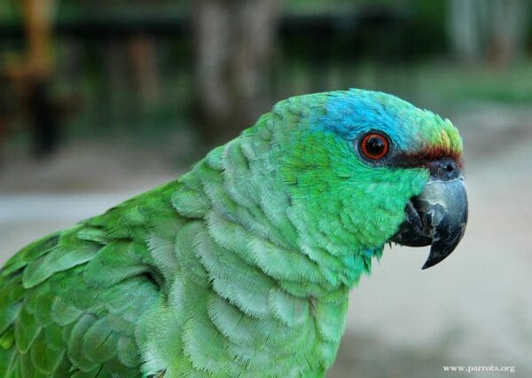 A closeup of a Festive Amazon