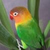 A companion Fischer's Lovebird perches on a plant