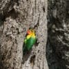 A wild Fischer's Lovebird clings to a nest cavity entrance