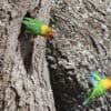 Wild Fischer's Lovebirds leave a nest cavity