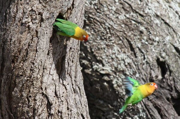 Wild Fischer's Lovebirds leave a nest cavity