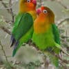 Wild Fischer's Lovebirds perch on a thorny branch