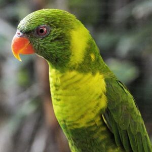 Closeup of a Flores Lorikeet