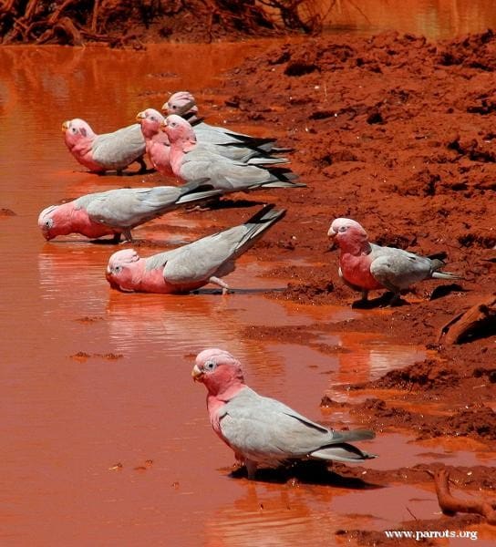 Wild Galahs gather at a watering hole