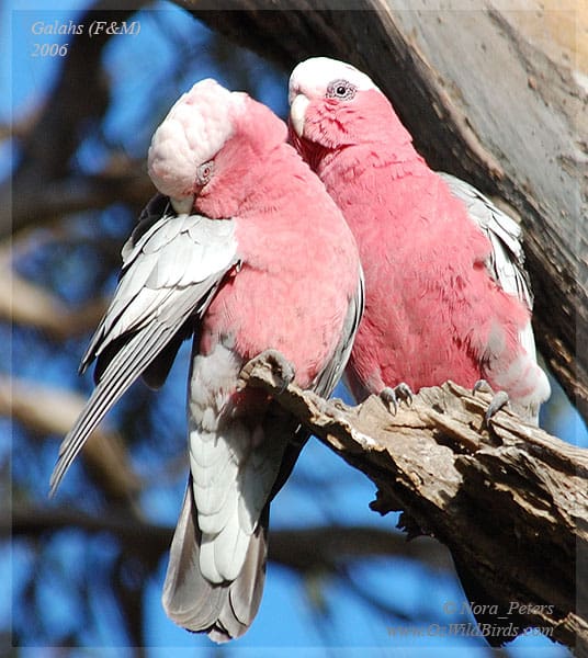 A wild Galah pair perches on a snag