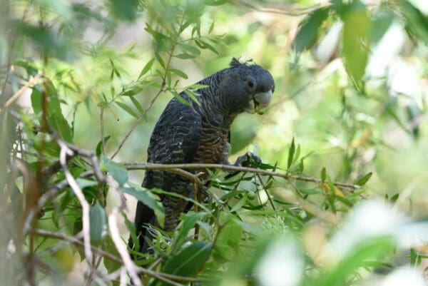 A wild female Gang-gang Cockatoo perches on one foot