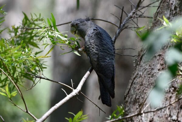 A wild female Gang-gang Cockatoo perches on one foot