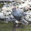 A wild female Gang-gang Cockatoo drinks from a natural pool