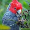 A wild male Gang-gang Cockatoo feeds