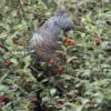 A wild female Gang-gang Cockatoo feeds on berries