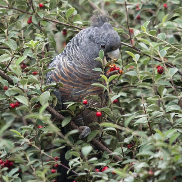 A wild female Gang-gang Cockatoo feeds on berries