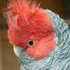 A closeup profile of a male Gang-gang Cockatoo