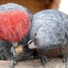Companion Gang Gang Cockatoos share a nut