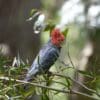 A wild male Gang-gang Cockatoo perches in a tree