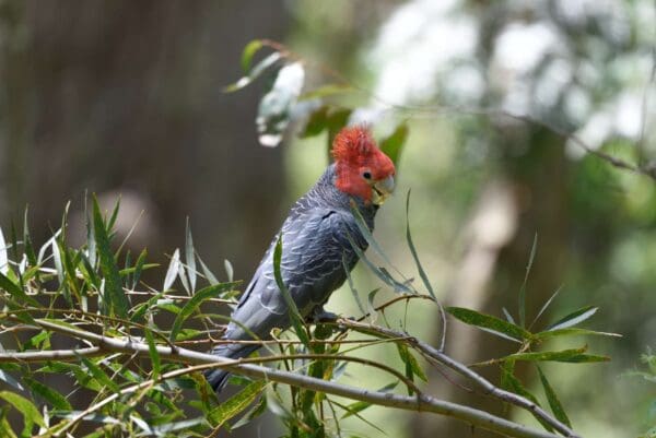 A wild male Gang-gang Cockatoo perches in a tree