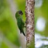 A wild female Geelvink Pygmy Parrot clings to a branch