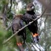 A pair of wild Glossy Black Cockatoos perches in a tree