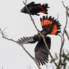 Wild Glossy Black Cockatoos display