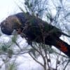 A wild female Glossy Black Cockatoo feeds on cones