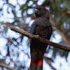A wild male Glossy Black Cockatoo perches on a branch