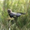 A Glossy Black Cockatoo climbs about in a tree