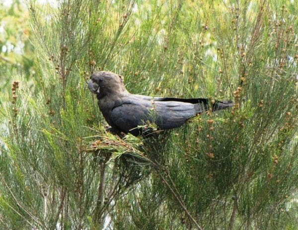 A Glossy Black Cockatoo climbs about in a tree