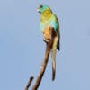 A wild male juvenile Golden-shouldered Parrot perches on a branch