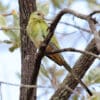 A wild female Golden-shouldered Parrot perches in a tree