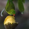 A wild Green Hanging Parrot feeds on fruit