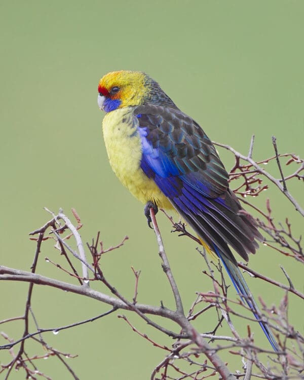 A wild Green Rosella perches in a tree