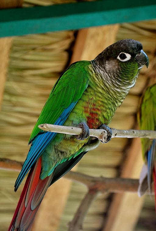 A companion Green-cheeked Conure perches on a branch