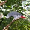A Grey Parrot perches on a branch