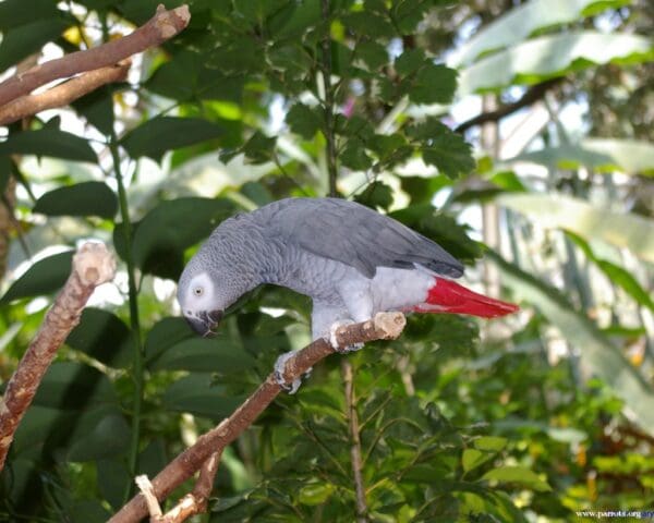 A Grey Parrot perches on a branch