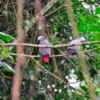 Recently released Grey Parrots perch in a tree