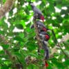 Recently released Grey Parrots perch in a tree