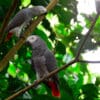 Recently released rehabilitated Grey Parrots perch in a tree