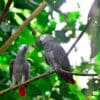 Wild Grey Parrots perch on a branch