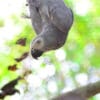 A confiscated wild Grey Parrot hangs upside down at a rescue centre