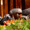Rescued Grey Parrots feeding at Lwiro Primate Sanctuary
