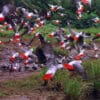 Wild Grey Parrots in Democratic Republic of Congo gather at a watering hole
