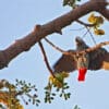 A wild Grey Parrot dangles from a branch