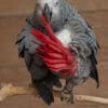 A companion Grey Parrot preens