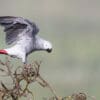 A wild Grey Parrot lands atop a tree